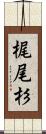 梶尾杉 Scroll