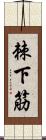 棘下筋 Scroll