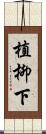 植柳下 Scroll