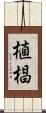 植椙 Scroll