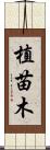 植苗木 Scroll