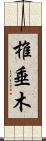 椎垂木 Scroll