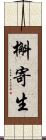 槲寄生 Scroll