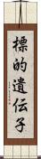 標的遺伝子 Scroll