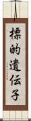 標的遺伝子 Scroll