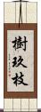 樹玖枝 Scroll