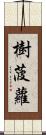 樹菠蘿 Scroll