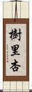 樹里杏 Scroll