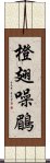 橙翅噪鶥 Scroll