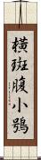 橫斑腹小鴞 Scroll