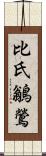 比氏鶲鶯 Scroll