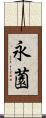 永薗 Scroll