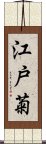 江戸菊 Scroll