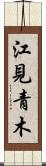 江見青木 Scroll