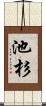 池杉 Scroll