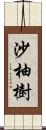 沙柚樹 Scroll