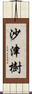 沙津樹 Scroll