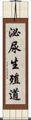 泌尿生殖道 Scroll