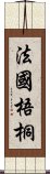 法國梧桐 Scroll