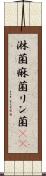 淋菌 Scroll
