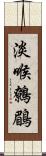 淡喉鷯鶥 Scroll