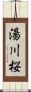 湯川桜 Scroll