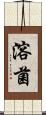 溶菌 Scroll