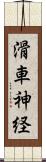 滑車神経 Scroll