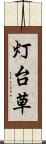 灯台草 Scroll