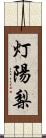 灯陽梨 Scroll