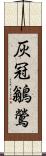 灰冠鶲鶯 Scroll