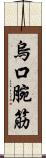 烏口腕筋 Scroll