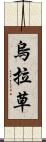 烏拉草 Scroll
