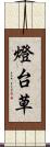 燈台草 Scroll