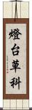 燈台草科 Scroll