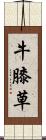 牛膝草 Scroll