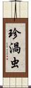 珍渦虫 Scroll