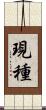 現種 Scroll
