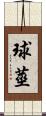 球莖 Scroll