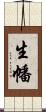 生幡 Scroll