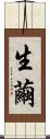 生繭 Scroll