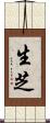 生芝 Scroll