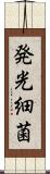 発光細菌 Scroll