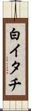 白イタチ Scroll