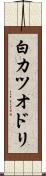 白カツオドリ Scroll