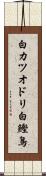 白カツオドリ Scroll