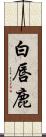 白唇鹿 Scroll