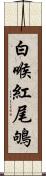 白喉紅尾鴝 Scroll