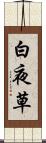 白夜草 Scroll