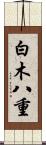 白木八重 Scroll